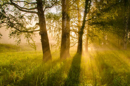 thick morning fog in the summer forest. thick morning fog in the forest at pond. Morning landscape in summer thick fog. dense fog in the morning. early morning. forest hiding in the fog.の写真素材