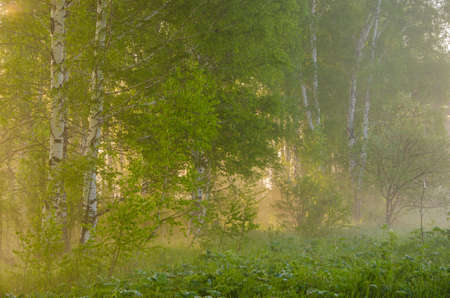 thick morning fog in the summer forest. thick morning fog in the forest at pond. Morning landscape in summer thick fog. dense fog in the morning. early morning. forest hiding in the fog.の写真素材
