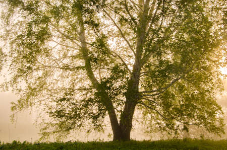 thick morning fog in the summer forest. thick morning fog in the forest at pond. Morning landscape in summer thick fog. dense fog in the morning. early morning. forest hiding in the fog.の写真素材