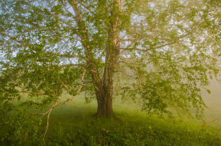 thick morning fog in the summer forest. thick morning fog in the forest at pond. Morning landscape in summer thick fog. dense fog in the morning. early morning. forest hiding in the fog.の写真素材
