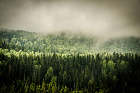 thick morning fog in the summer forest. thick fog covered with thick coniferous forest. forest with a bird's eye view . coniferous trees, thickets of green forestの写真素材