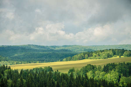 thick morning fog in the summer forest. thick fog covered with thick coniferous forest. forest with a bird's eye view . coniferous trees, thickets of green forestの写真素材