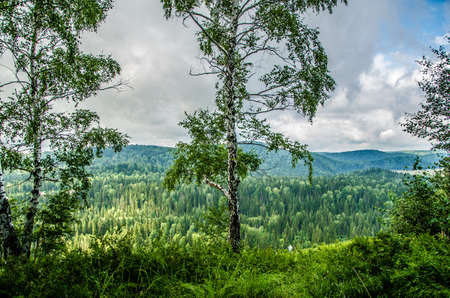 thick morning fog in the summer forest. thick fog covered with thick coniferous forest. forest with a bird's eye view . coniferous trees, thickets of green forestの写真素材