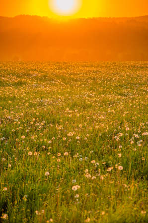 thick morning fog in the summer forest. thick morning fog in the forest at pond. Morning landscape in summer thick fog. dense fog in the morning. early morning. forest hiding in the fog. dandelion.の写真素材