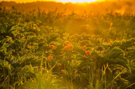 thick morning fog in the summer forest. thick morning fog in the forest at pond. Morning landscape...