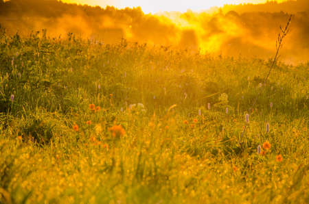 thick morning fog in the summer forest. thick morning fog in the forest at pond. Morning landscape in summer thick fog.dense fog in the morning. early morning. forest hiding in the fog.orange flowersの写真素材