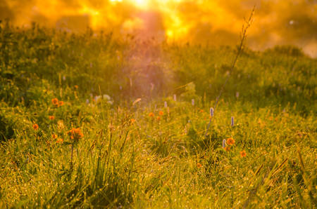 thick morning fog in the summer forest. thick morning fog in the forest at pond. Morning landscape in summer thick fog.dense fog in the morning. early morning. forest hiding in the fog.orange flowersの写真素材