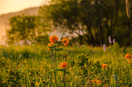 thick morning fog in the summer forest. thick morning fog in the forest at pond. Morning landscape in summer thick fog.dense fog in the morning. early morning. forest hiding in the fog.orange flowersの写真素材