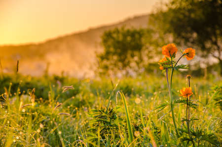 thick morning fog in the summer forest. thick morning fog in the forest at pond. Morning landscape in summer thick fog.dense fog in the morning. early morning. forest hiding in the fog.orange flowersの写真素材