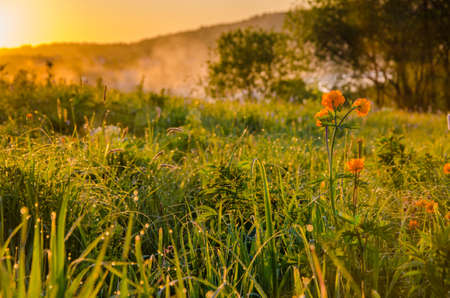 thick morning fog in the summer forest. thick morning fog in the forest at pond. Morning landscape in summer thick fog.dense fog in the morning. early morning. forest hiding in the fog.orange flowersの写真素材