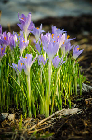 Young crocuses just started to blossom. flowerの写真素材