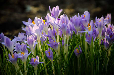Young crocuses just started to blossom. flowerの写真素材