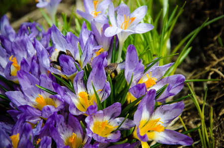Young crocuses just started to blossom. flowerの写真素材