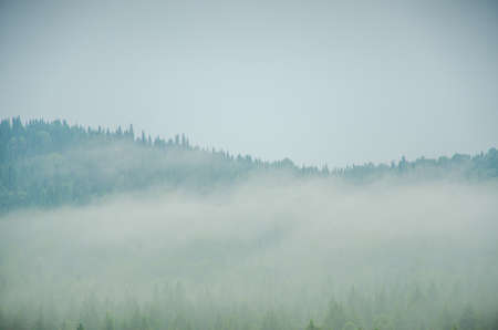 thick morning fog in the summer forest. thick fog covered with thick coniferous forestの写真素材