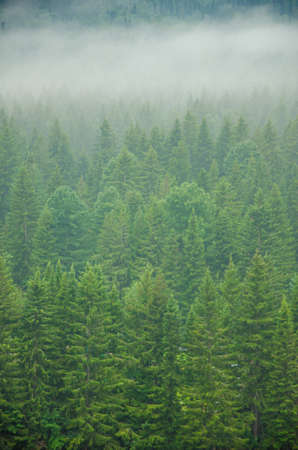 thick morning fog in the summer forest. thick fog covered with thick coniferous forest
