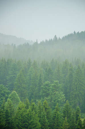 thick morning fog in the summer forest. thick fog covered with thick coniferous forestの写真素材