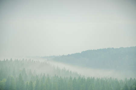 thick morning fog in the summer forest. thick fog covered with thick coniferous forestの写真素材