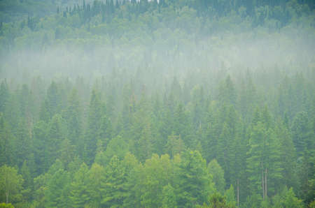 thick morning fog in the summer forest. thick fog covered with thick coniferous forestの写真素材