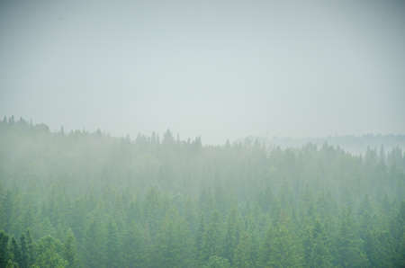 thick morning fog in the summer forest. thick fog covered with thick coniferous forestの写真素材