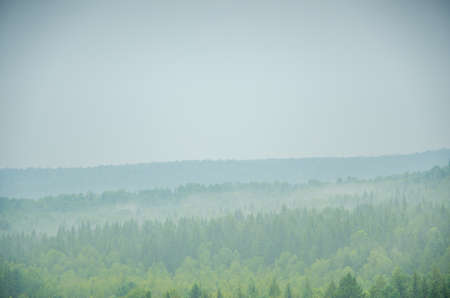 thick morning fog in the summer forest. thick fog covered with thick coniferous forestの写真素材