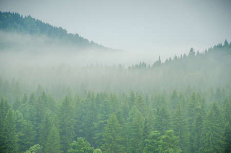 thick morning fog in the summer forest. thick fog covered with thick coniferous forestの写真素材