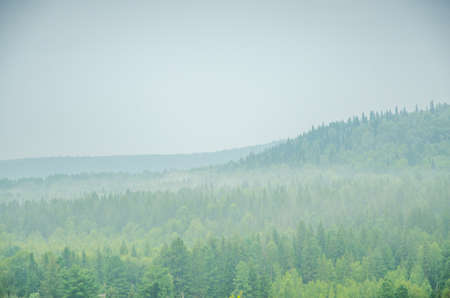 thick morning fog in the summer forest. thick fog covered with thick coniferous forestの写真素材