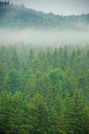 thick morning fog in the summer forest. thick fog covered with thick coniferous forestの写真素材
