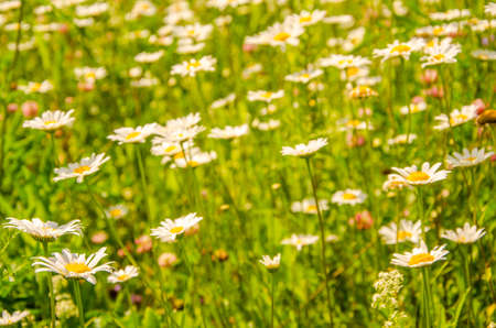 daisy flowers on a summer morning. pollen on a camomile on a summer morning. chamomile hot summer. pollen on daisy summer dayの写真素材