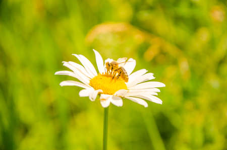 daisy flowers on a summer morning. pollen on a camomile on a summer morning. chamomile hot summer....