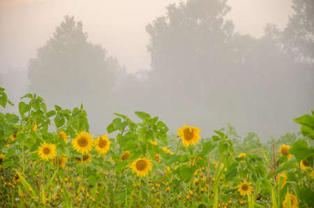 nice and warm in summer field with blooming sunflower blossoms. Dawn in the sunflowers. sunrise yellow sunflowers. sunflowers glade. morning fog in the meadow of sunflowers. bumble bee collects pollenの写真素材