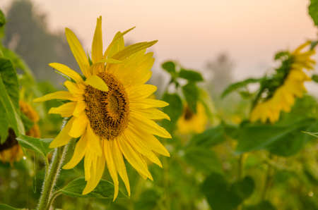 nice and warm in summer field with blooming sunflower blossoms. Dawn in the sunflowers. sunrise yellow sunflowers. sunflowers glade. morning fog in the meadow of sunflowers. bumble bee collects pollenの写真素材