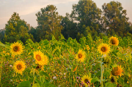 nice and warm in summer field with blooming sunflower blossoms. Dawn in the sunflowers. sunrise yellow sunflowers. sunflowers glade. morning fog in the meadow of sunflowers. bumble bee collects pollenの写真素材