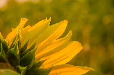 nice and warm in summer field with blooming sunflower blossoms. Dawn in the sunflowers. sunrise yellow sunflowers. sunflowers glade. morning fog in the meadow of sunflowers. bumble bee collects pollenの写真素材
