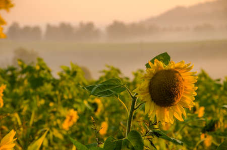 nice and warm in summer field with blooming sunflower blossoms. Dawn in the sunflowers. sunrise yellow sunflowers. sunflowers glade. morning fog in the meadow of sunflowers. bumble bee collects pollenの写真素材
