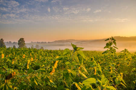 nice and warm in summer field with blooming sunflower blossoms. Dawn in the sunflowers. sunrise...
