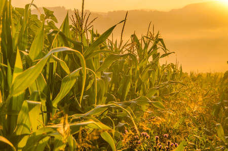 nice and warm in summer field with blooming sunflower blossoms. Dawn in the sunflowers. sunrise...