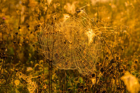 Wide Web plays in the wind. thick morning fog in the summer forest. thick morning fog in the forest at pond. Morning landscape in summer thick fog. dense fog in the morning. early morning.の写真素材