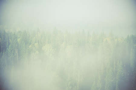 thick fog covered with thick coniferous forest. forest with a bird's eye view . coniferous trees,...