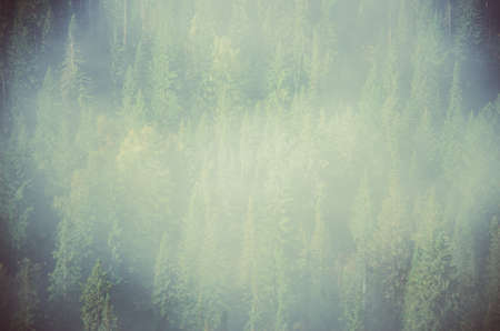 thick fog covered with thick coniferous forest. forest with a bird's eye view . coniferous trees, thickets of green forest. fog covered with thick coniferous forest.の写真素材