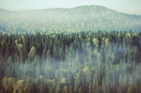 thick fog covered with thick coniferous forest. forest with a bird's eye view . coniferous trees, thickets of green forest. fog covered with thick coniferous forest.の写真素材