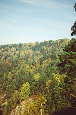thick fog covered with thick coniferous forest. forest with a bird's eye view . coniferous trees, thickets of green forest. fog covered with thick coniferous forest.の写真素材