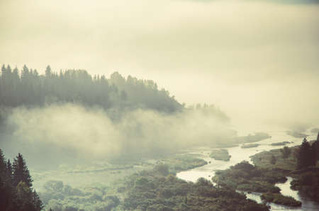 thick fog covered with thick coniferous forest. forest with a bird's eye view . coniferous trees,...