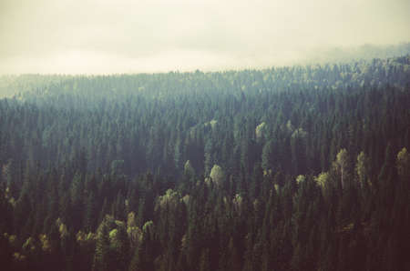 thick fog covered with thick coniferous forest. forest with a bird's eye view . coniferous trees, thickets of green forest. fog covered with thick coniferous forest.の写真素材