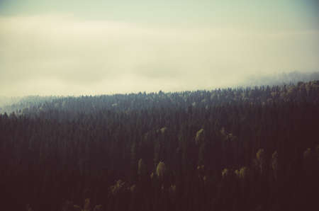 thick fog covered with thick coniferous forest. forest with a bird's eye view . coniferous trees, thickets of green forest. fog covered with thick coniferous forest.の写真素材