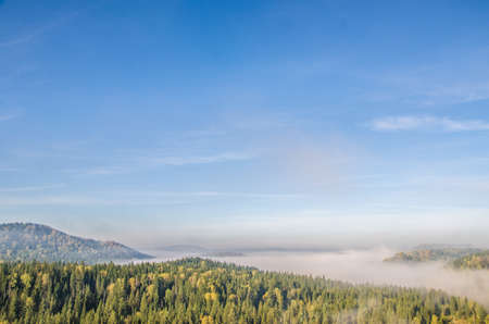 conifer tree at the top in the morning mist. thick morning mist in coniferous forest. thickets of green forest.の写真素材