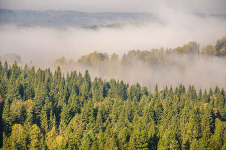 conifer tree at the top in the morning mist. thick morning mist in coniferous forest. thickets of...
