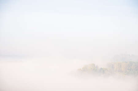 conifer tree at the top in the morning mist. thick morning mist in coniferous forest. thickets of green forest.の写真素材