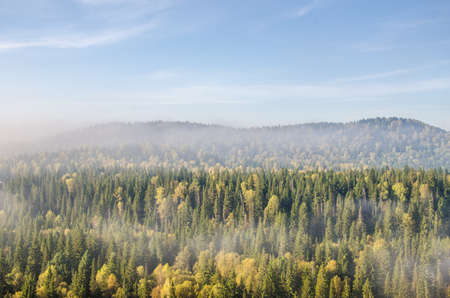 conifer tree at the top in the morning mist. thick morning mist in coniferous forest. thickets of...