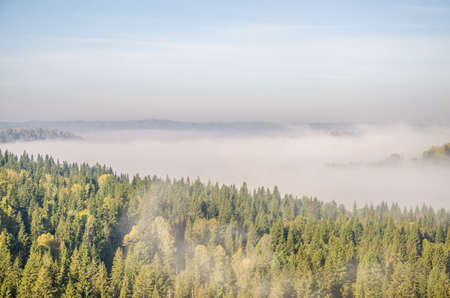 conifer tree at the top in the morning mist. thick morning mist in coniferous forest. thickets of green forest.の写真素材