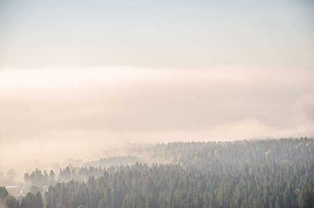 conifer tree at the top in the morning mist. thick morning mist in coniferous forest. thickets of green forest.の写真素材